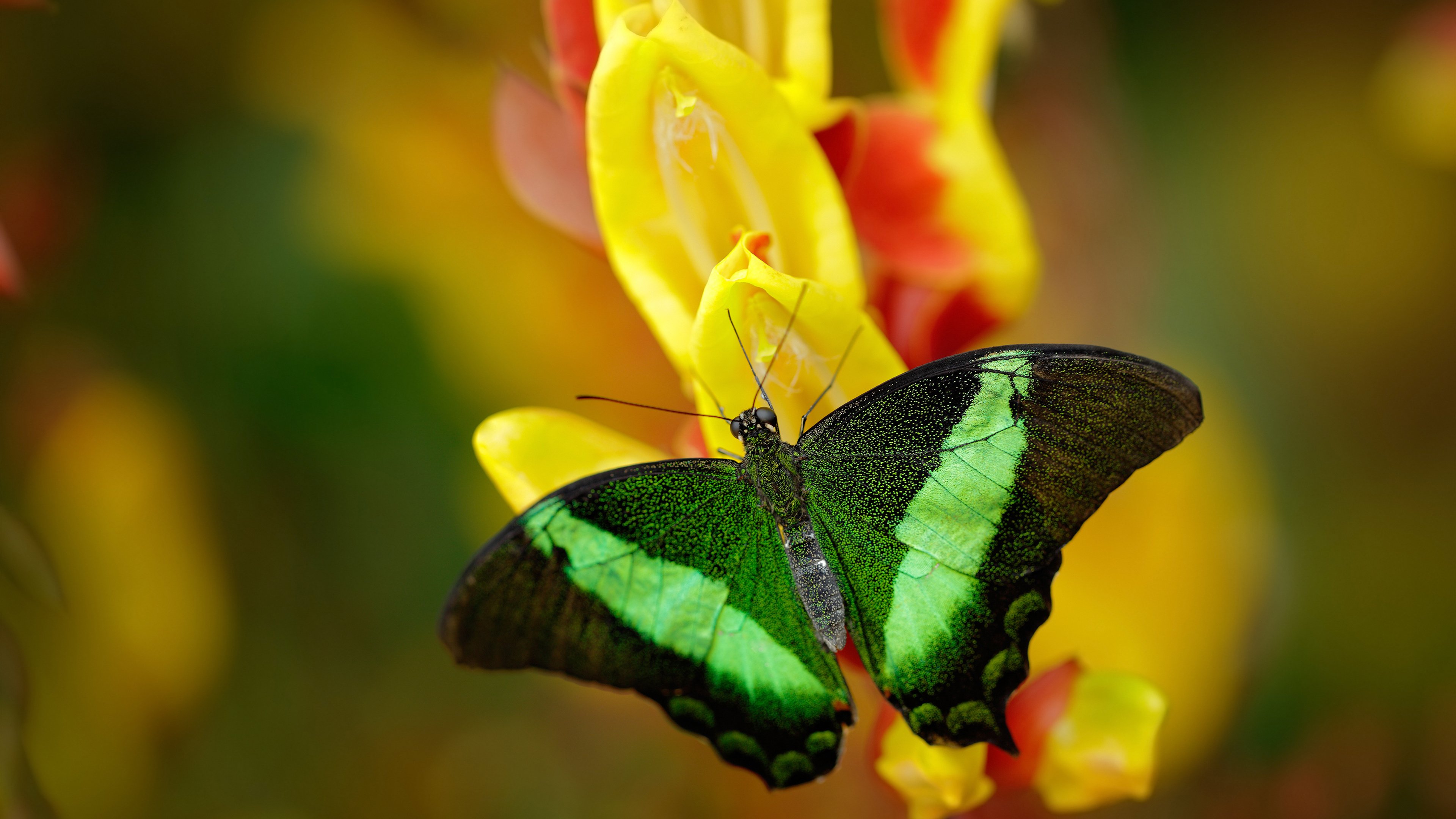 克罗地亚青少年马术选手在2024年全国青少年马术锦标赛中表现出色，获得多项荣誉。